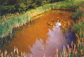 Weiher- und Biotopeinlagen